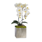 Double Orchids in Silver Hammered Metal Square Container with Quartz