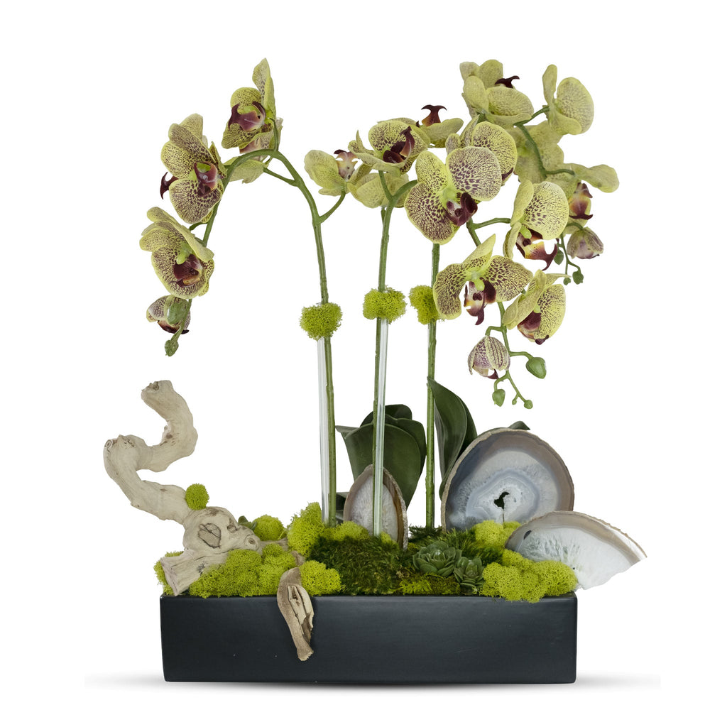 Orchids in Rectangle Ceramic Container