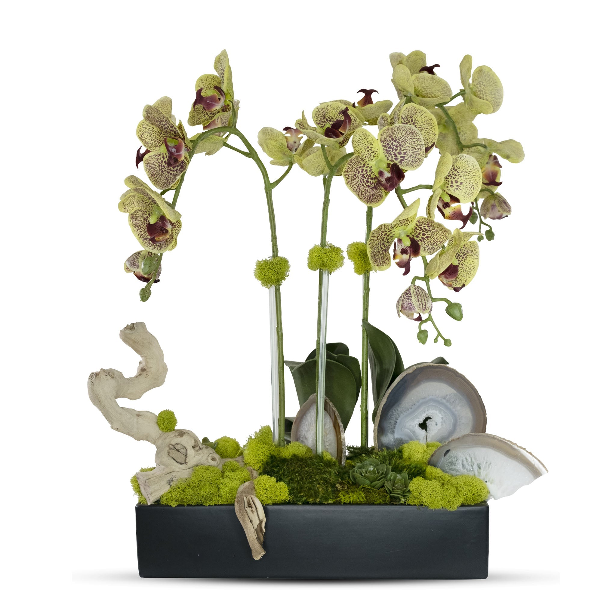 Orchids in Rectangle Ceramic Container