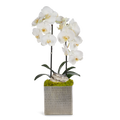Double Orchids in Silver Hammered Metal Square Container with Quartz