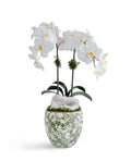 Double  Orchid in Green & White Floral Ceramic Vase