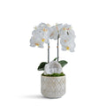Double Orchid in Pattern Concrete Pot