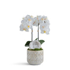 Double Orchid in Pattern Concrete Pot