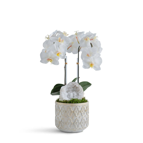 Double Orchid in Pattern Concrete Pot
