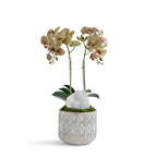Double Orchid in Pattern Concrete Pot