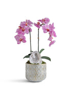 Double Orchid in Pattern Concrete Pot