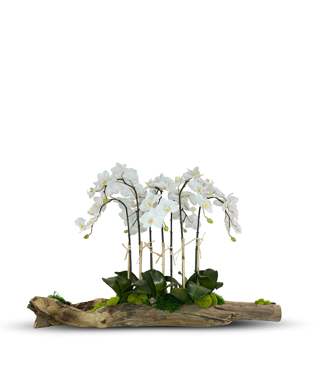 Large Log Filled with Orchids VivoPetal