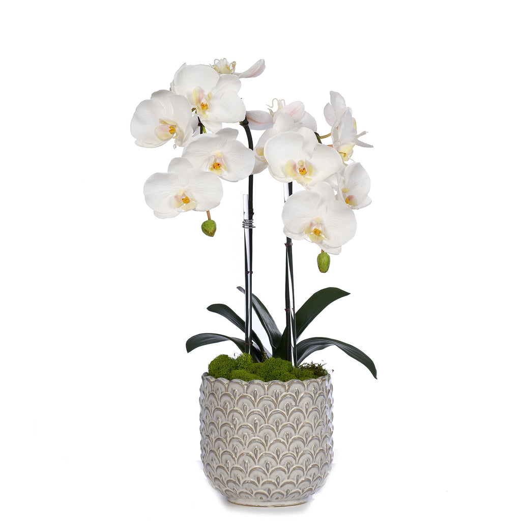 Double Orchid in Scalloped Cream Container VivoPetal