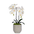 Double Orchid in Scalloped Cream Container VivoPetal