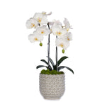 Double Orchid in Scalloped Cream Container VivoPetal