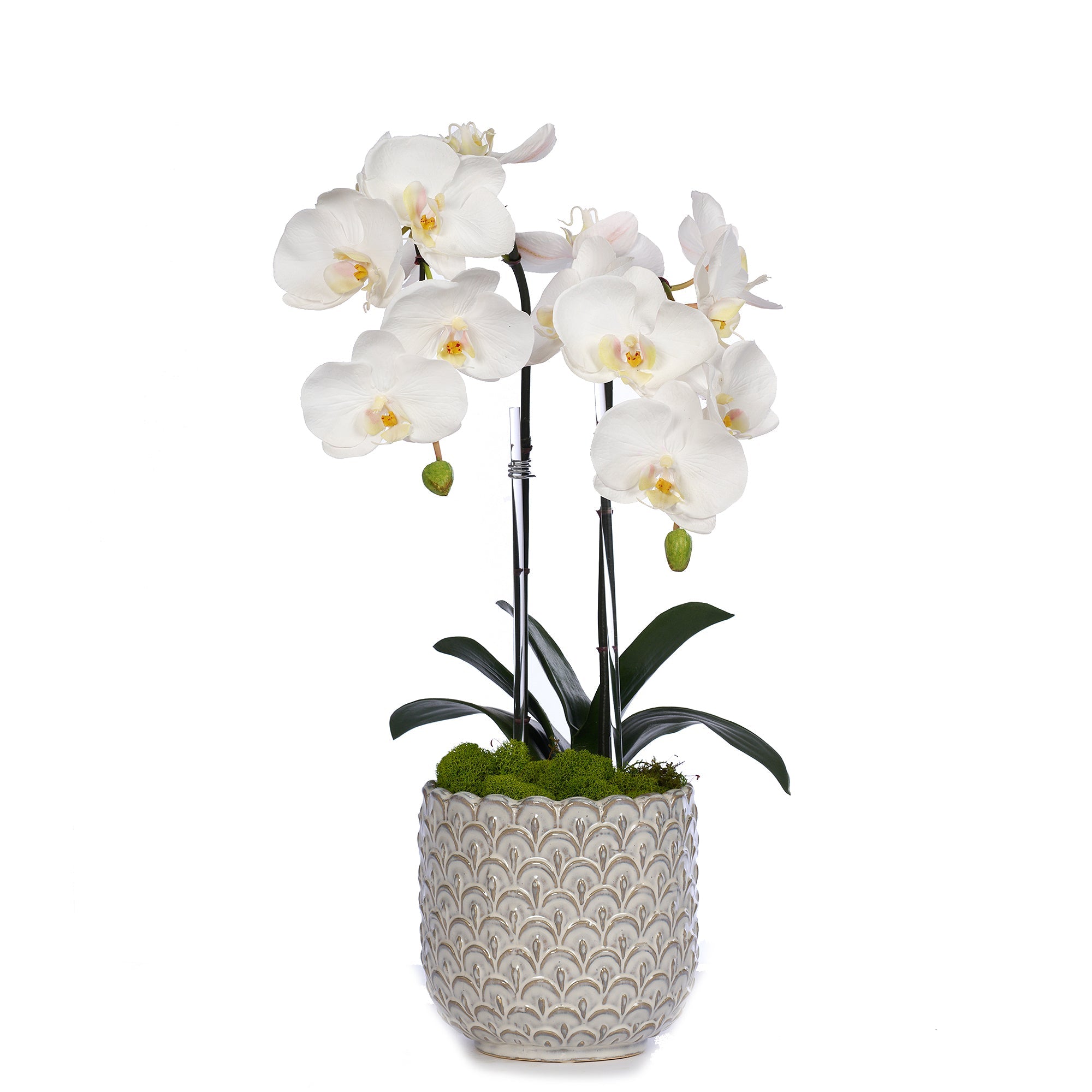 Double Orchid in Scalloped Cream Container VivoPetal