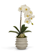 Orchid in White Wavy Pot Faux Orchid with Preserved Moss and Geode Accent | VivoPetal