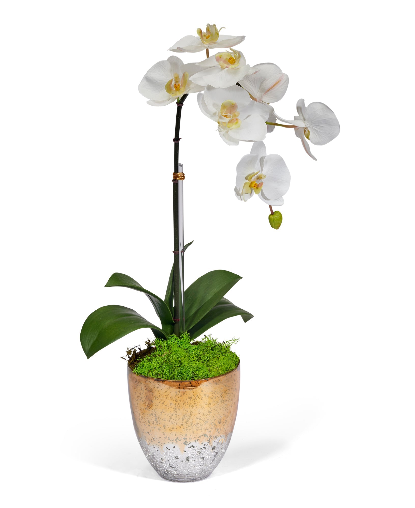 Single Orchid in Champagne Vase VivoPetal