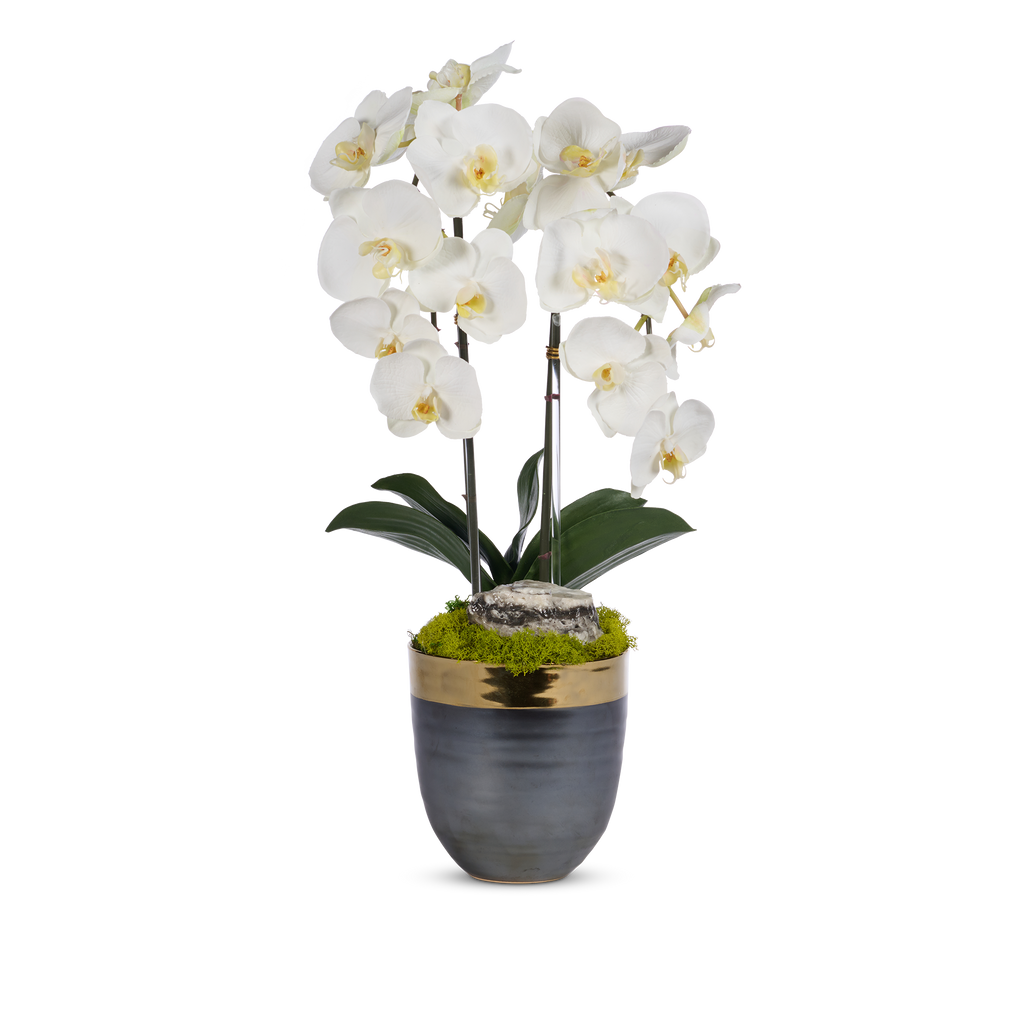 Double Orchids in Bronze Container with Gold Rim VivoPetal