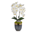 Double Orchids in Bronze Container with Gold Rim VivoPetal
