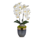 Double Orchids in Bronze Container with Gold Rim VivoPetal