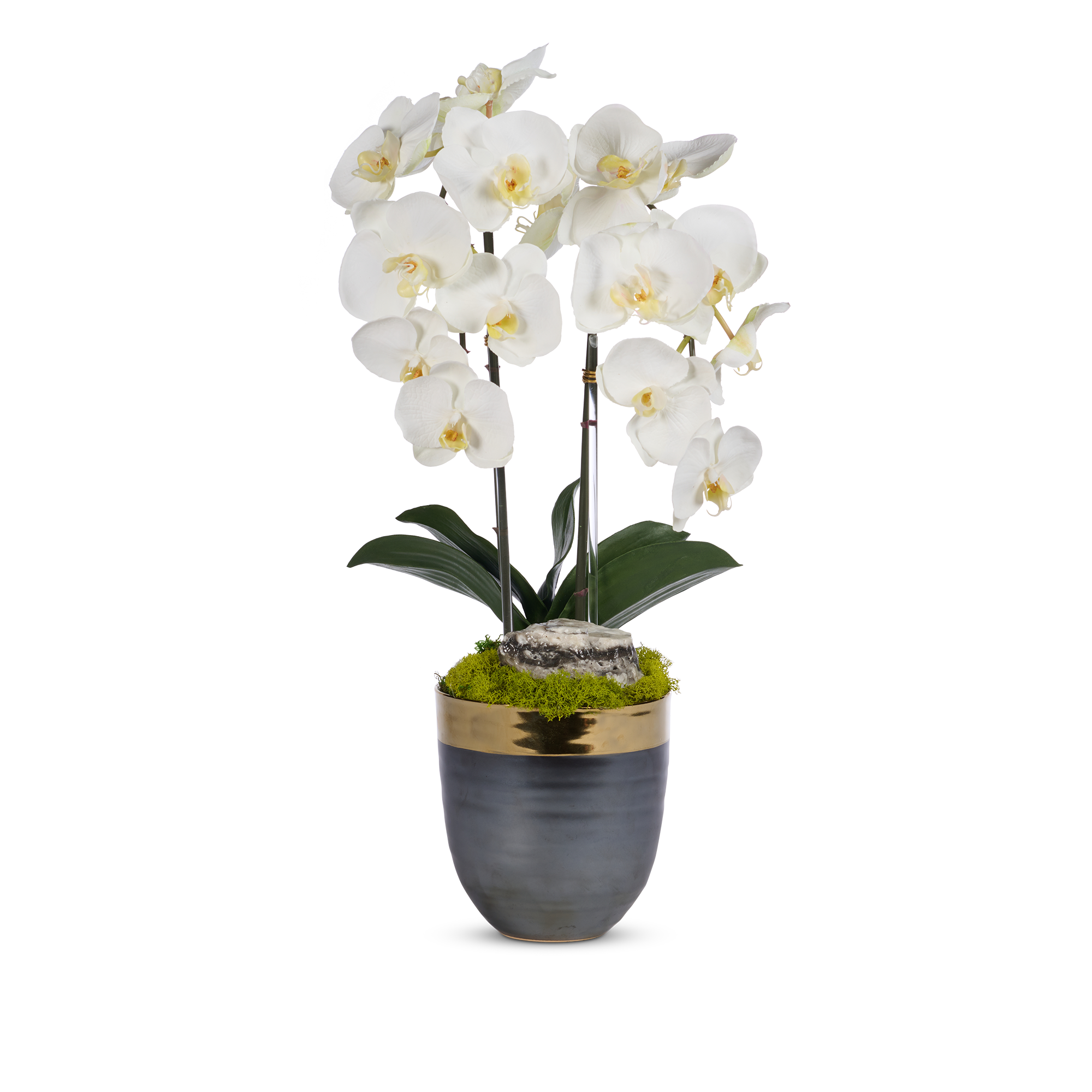 Double Orchids in Bronze Container with Gold Rim VivoPetal