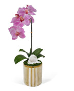 Single Orchid in White and Gold Container VivoPetal