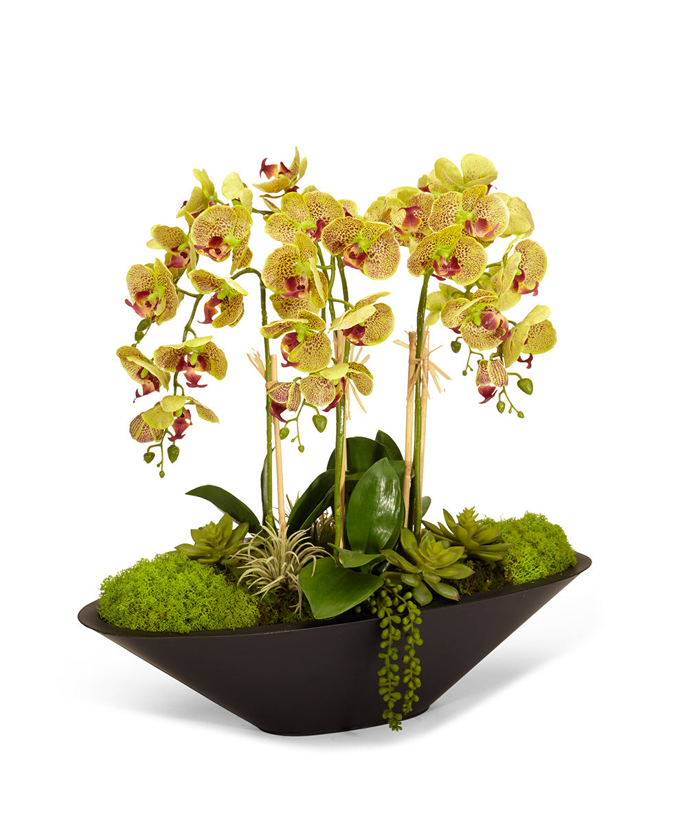 Orchids in Large Metal Container VivoPetal