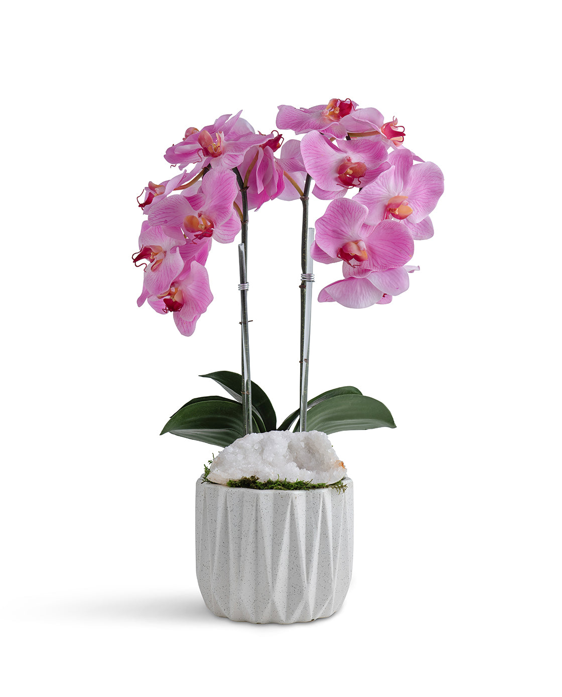 Double Orchid in Geometric Container VivoPetal