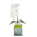 Single Orchid in Faux Marble Container VivoPetal