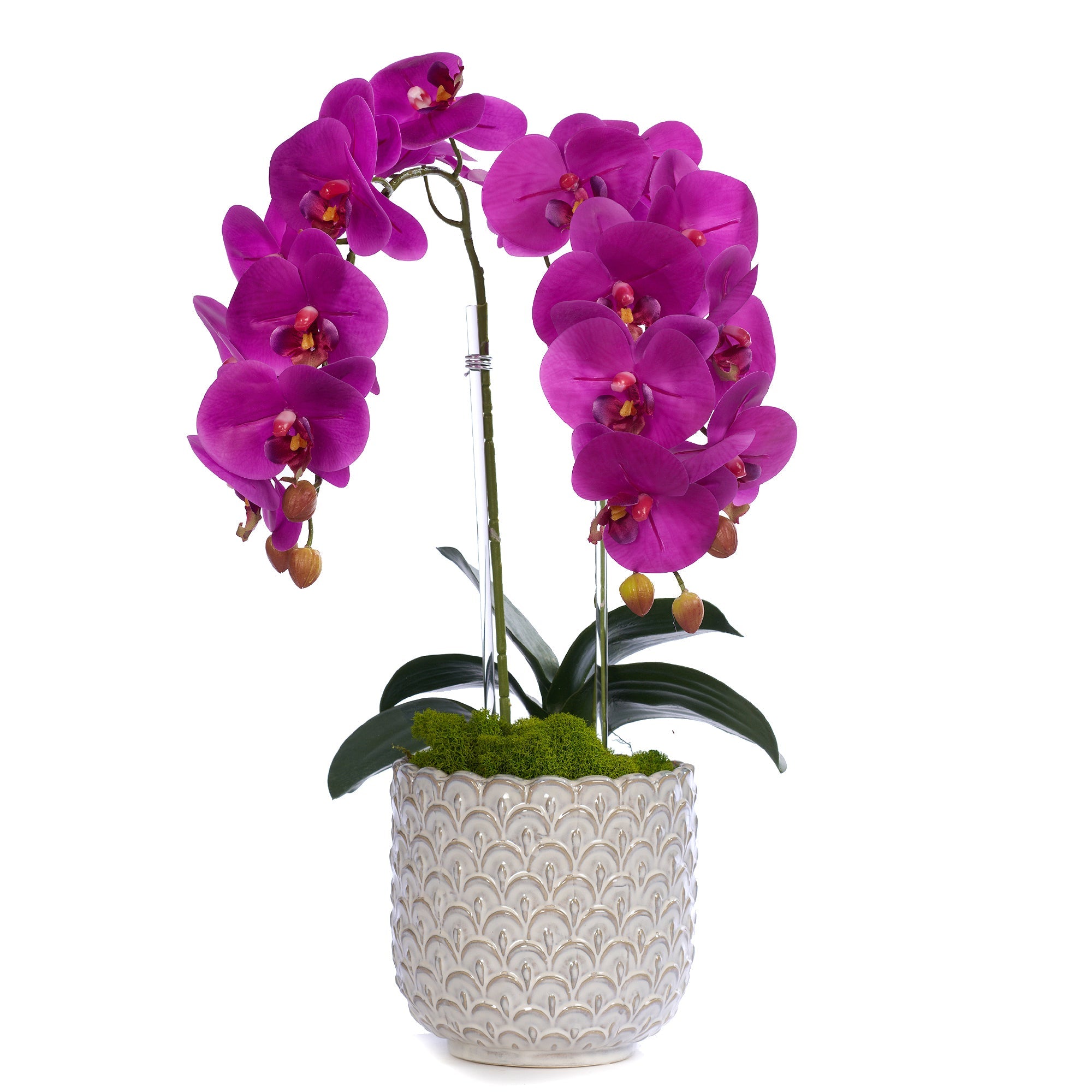 Double Orchid in Scalloped Cream Container VivoPetal