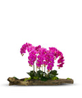 Large Log Filled with Orchids VivoPetal