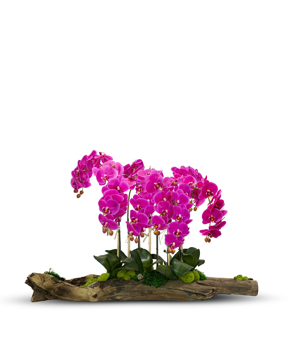 Large Log Filled with Orchids VivoPetal