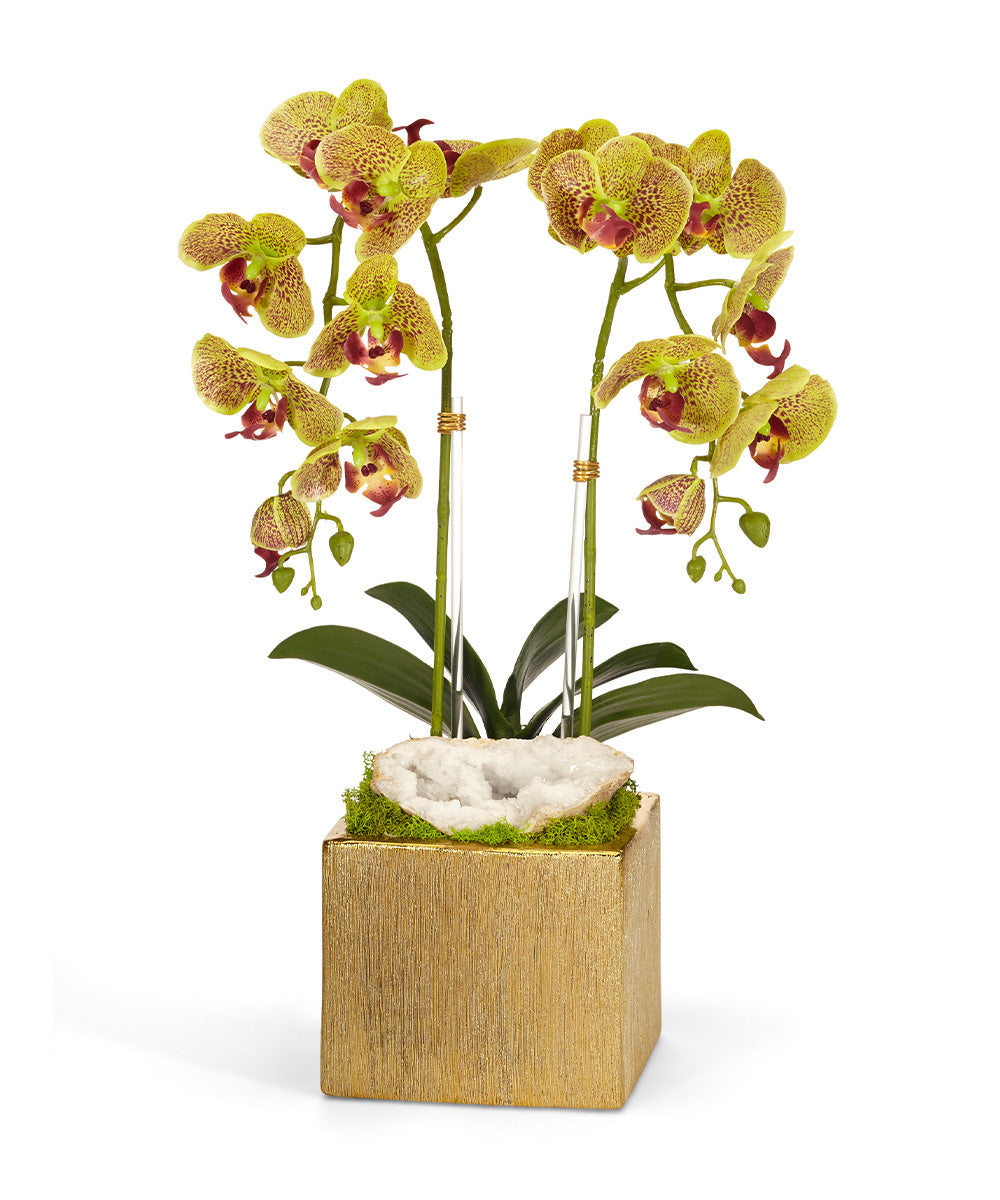 Double Orchid in Gold Square VivoPetal