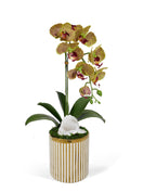Single Orchid in White and Gold Container VivoPetal