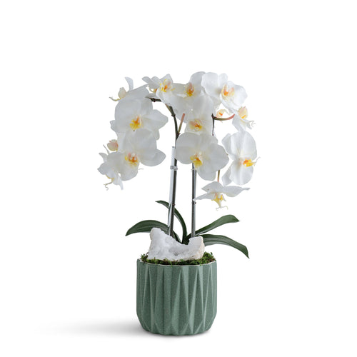 Double Orchid in Geometric Container VivoPetal