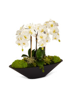 Orchids in Large Metal Container VivoPetal