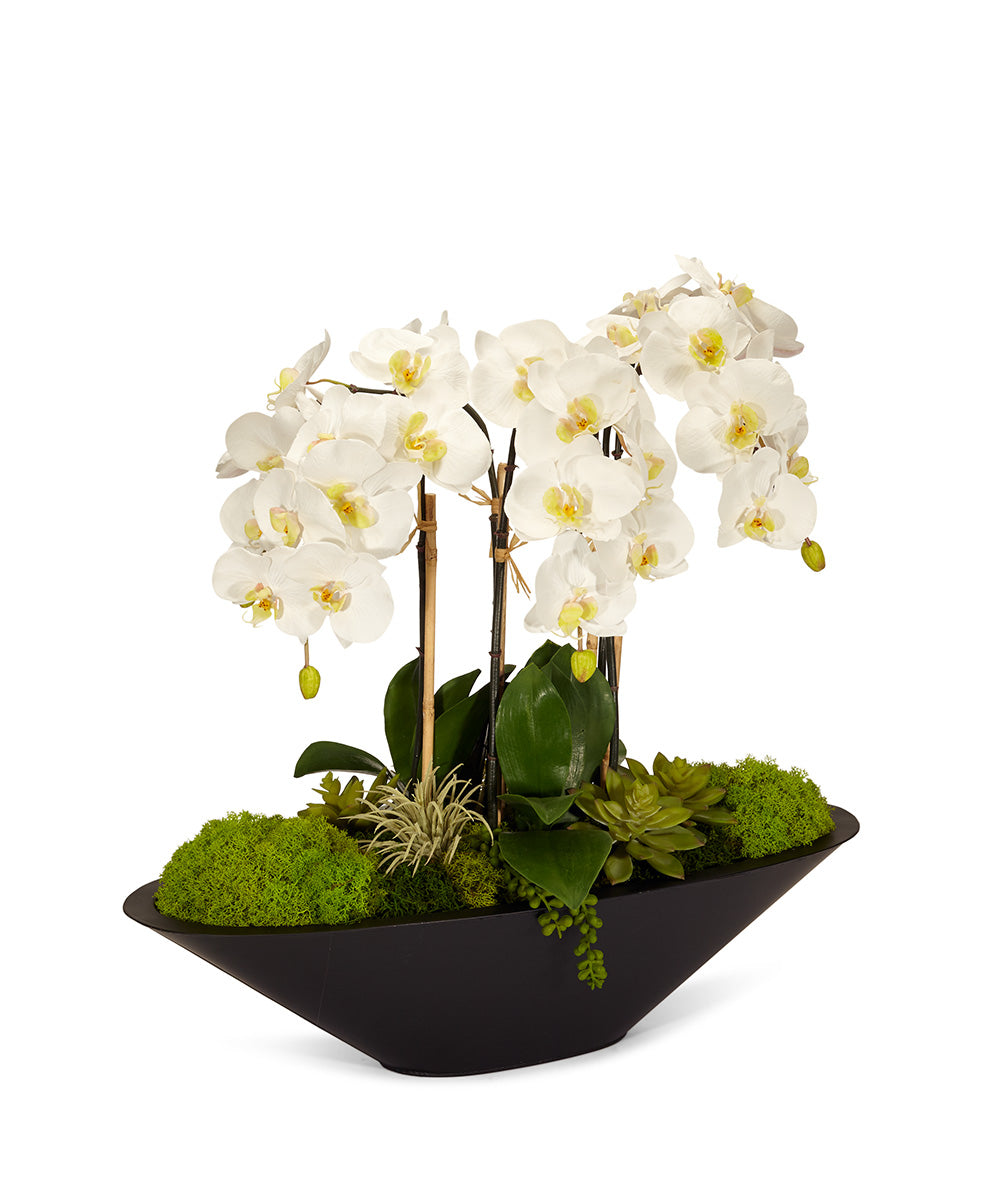 Orchids in Large Metal Container VivoPetal