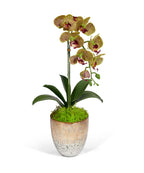 Single Orchid in Champagne Vase VivoPetal