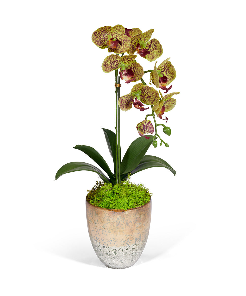Single Orchid in Champagne Vase VivoPetal