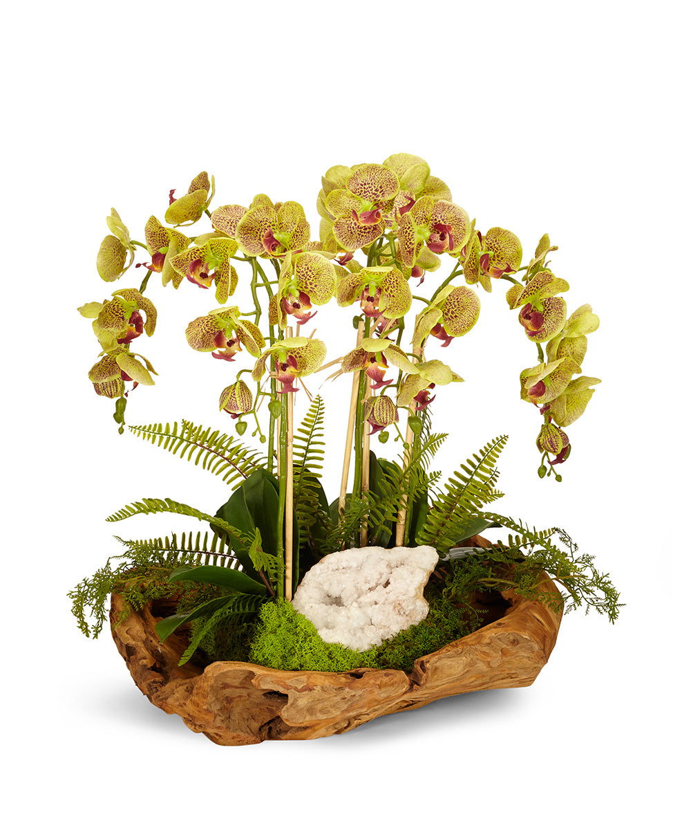 Orchids in Wood Bowl VivoPetal