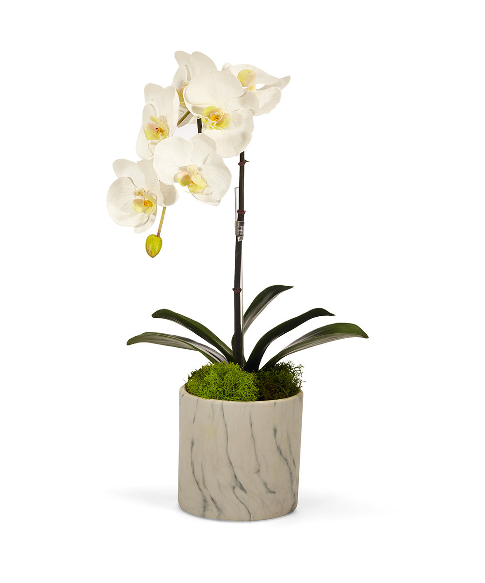 Single Orchid in White Faux Marble Container