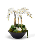 Orchids in Sleek Round Container VivoPetal