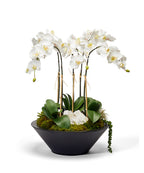 Orchids in Sleek Round Container VivoPetal
