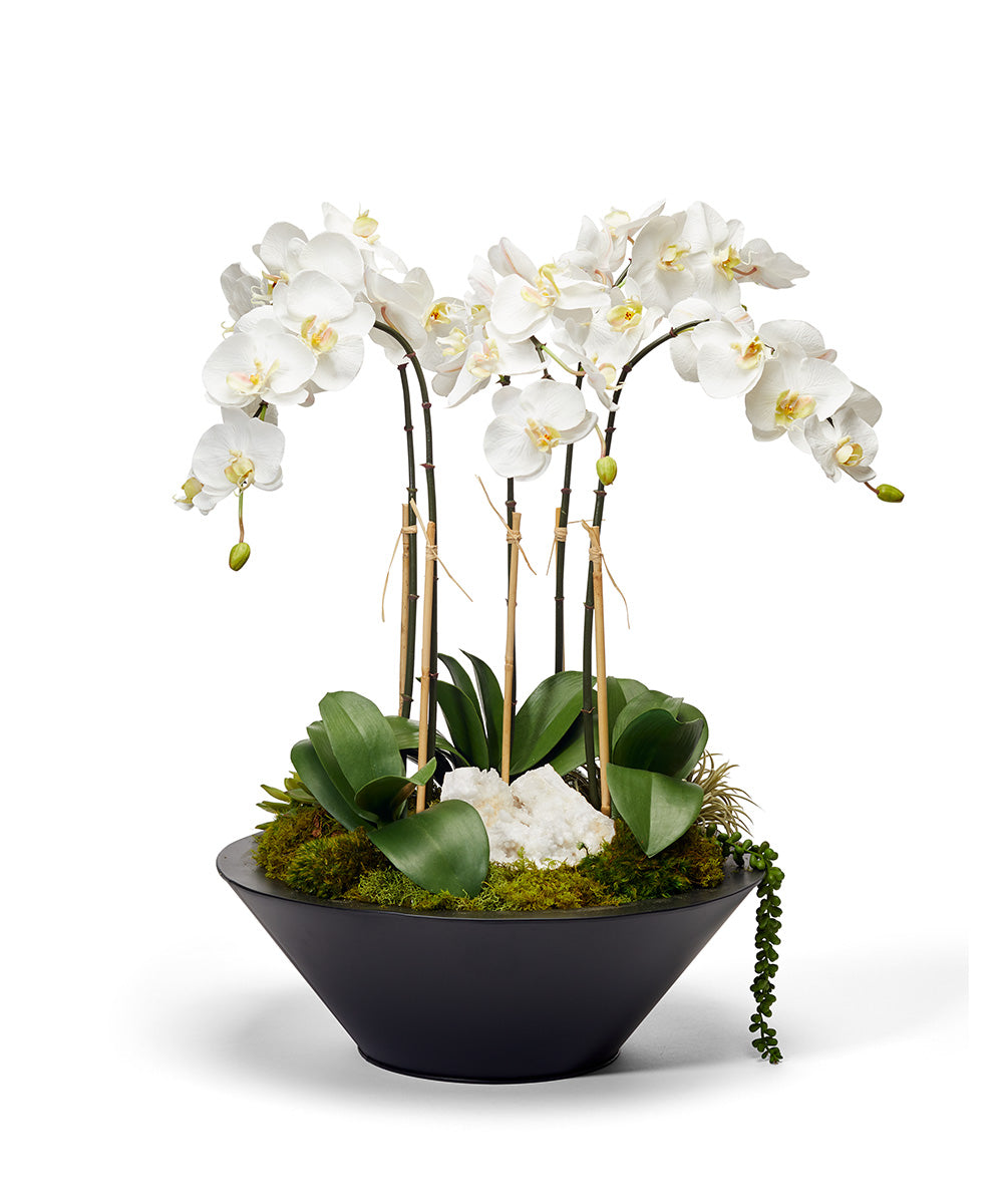 Orchids in Sleek Round Container VivoPetal