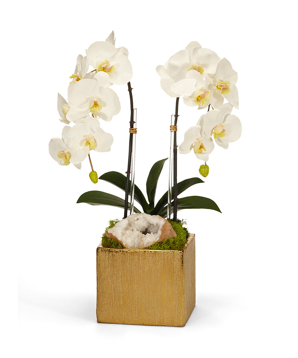 Double Orchid in Gold Square VivoPetal