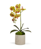 Single Orchid in White Faux Marble Container