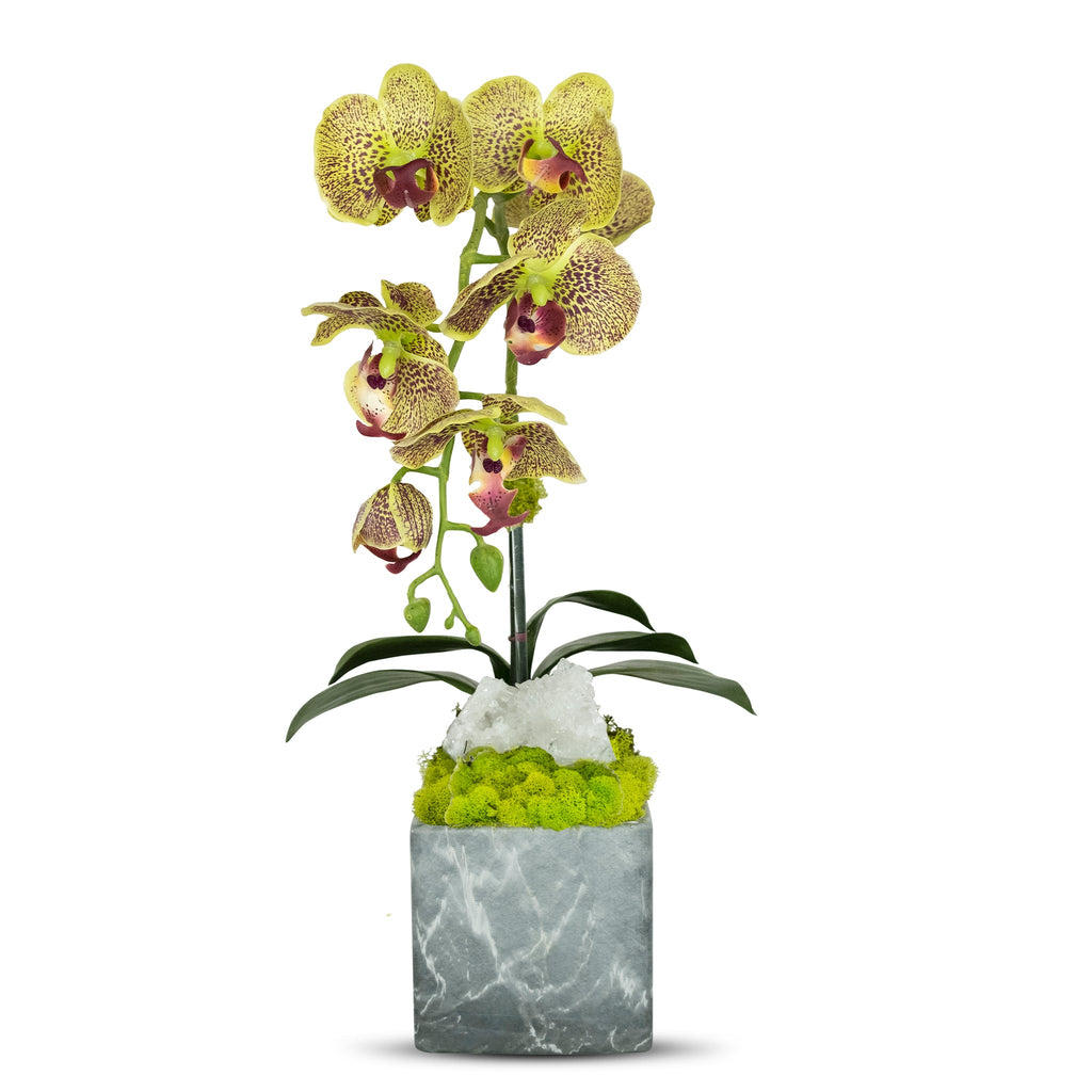 Single Orchid in Faux Marble Container VivoPetal