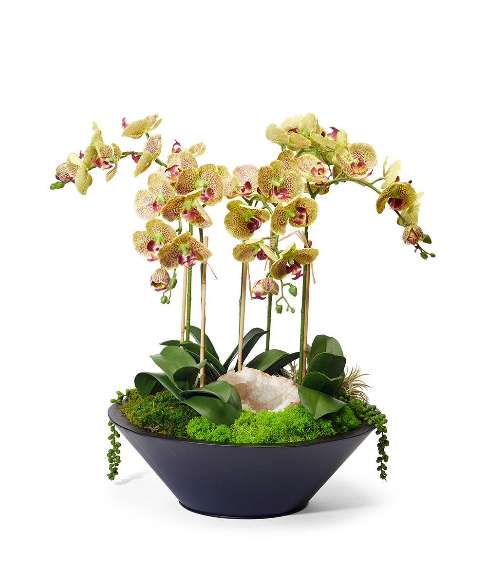 Orchids in Sleek Round Container VivoPetal