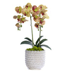 Double Orchid in Scalloped Cream Container VivoPetal