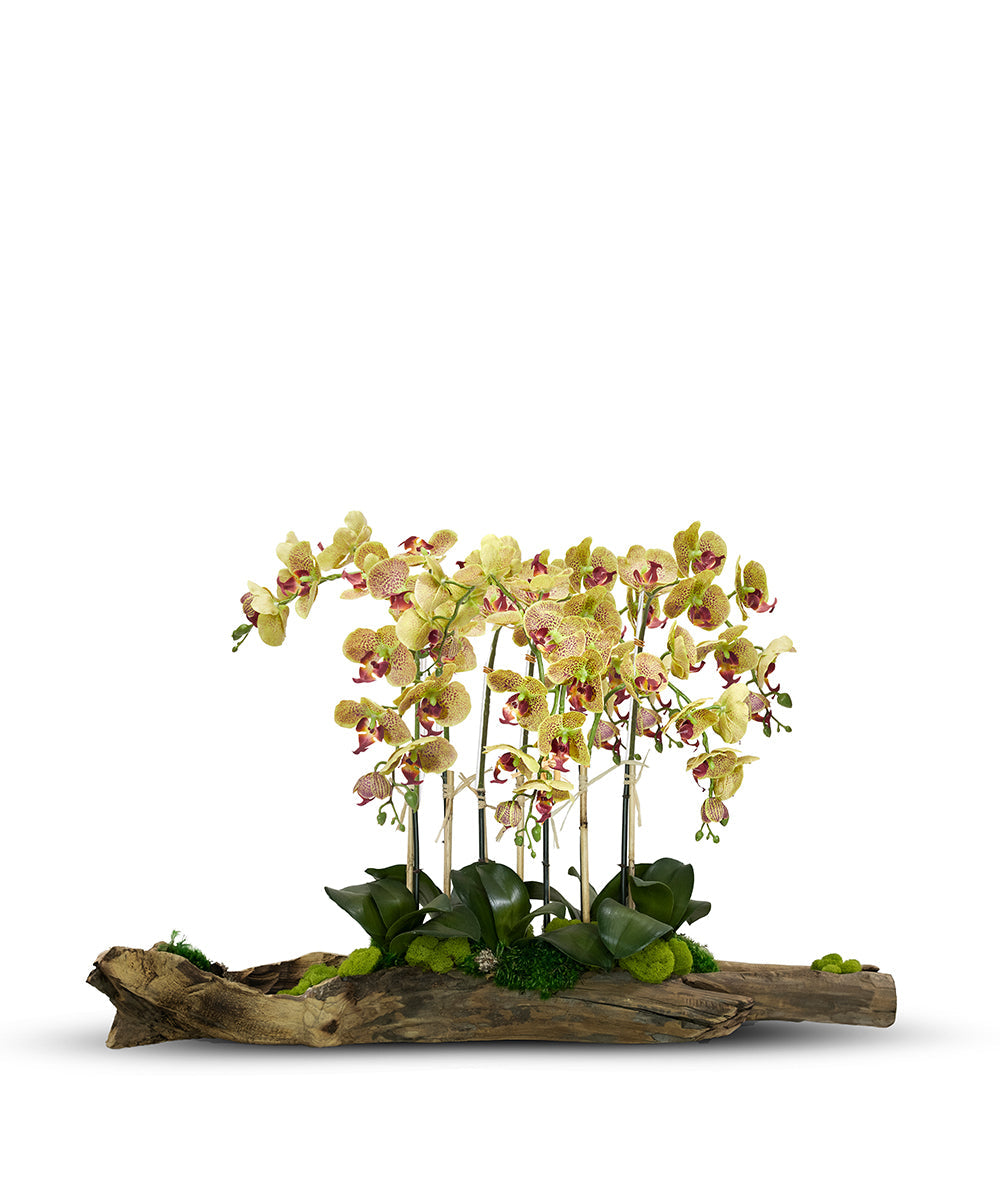 Large Log Filled with Orchids VivoPetal