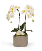 Double Orchid in Silver Square VivoPetal