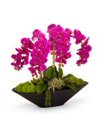 Orchids in Large Metal Container VivoPetal