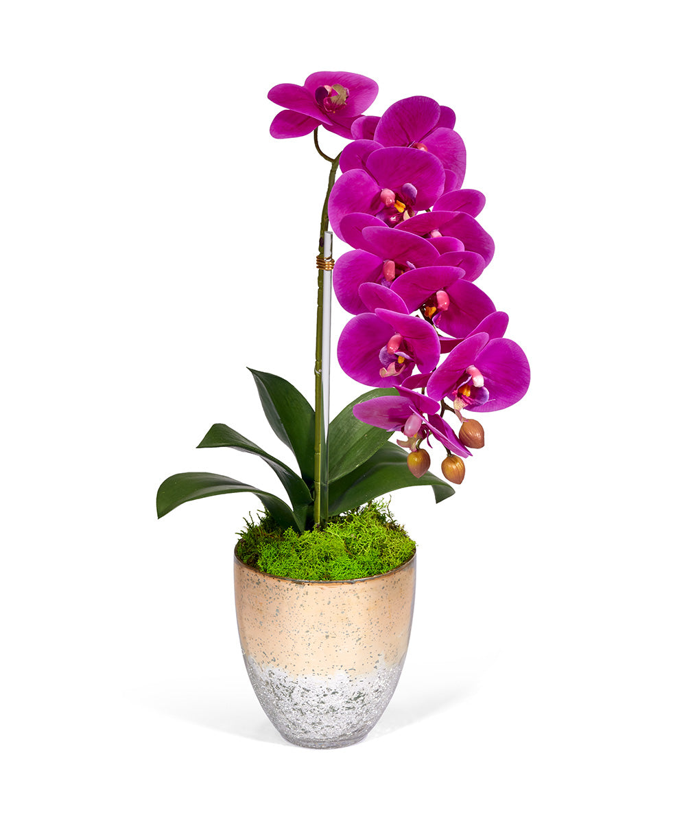 Single Orchid in Champagne Vase VivoPetal