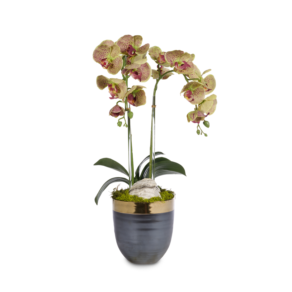 Double Orchids in Bronze Container with Gold Rim VivoPetal